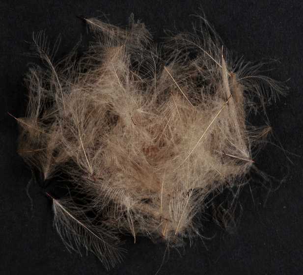 WILD CDC - MATERIALI DA COSTRUZIONE SOLDARINI