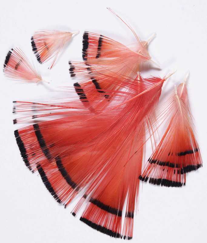 GOLDEN PHEASANT - MATERIALI DA COSTRUZIONE SOLDARINI