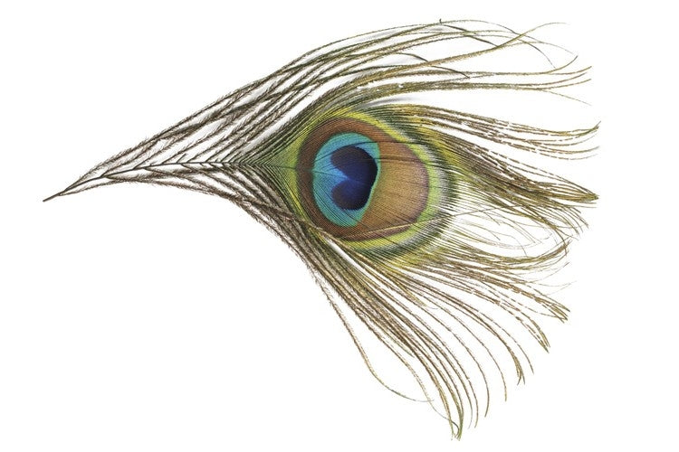 PEACOK EYES